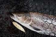 Sea trout hit the EV Trutta. Sipoo. (Tapio Gustafsson)