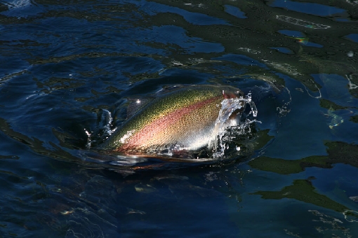 Rainbow trout is a typical game species in angling ponds.