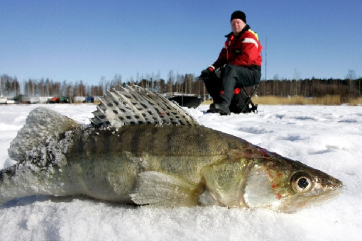In winter, zander move into River Porvoonjoki and are eager to strike jigging lures close to the bottom.