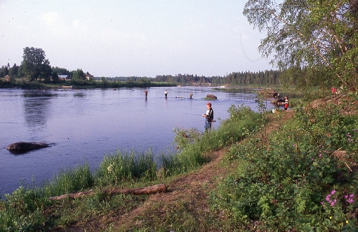 On the lower reaches of River Simojoki the peak salmon fishing period often falls around Midsummer.