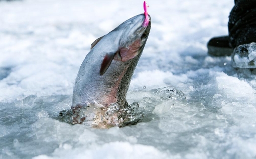Rainbow trout is a typical catch on Lakes Niemisjärvi.