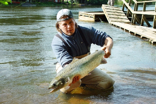 Sizeable salmon migrate into River Kymijoki.
