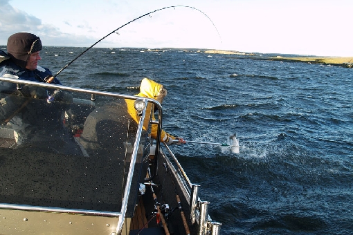 Virolahti in the Eastern Gulf of Finland is one of the best areas for sea trout.