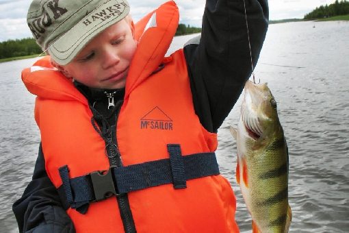 Big perch are eager to strike bait in the Luoto Archipelago.