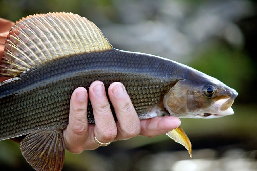 Grayling are typically pursued using flies.
