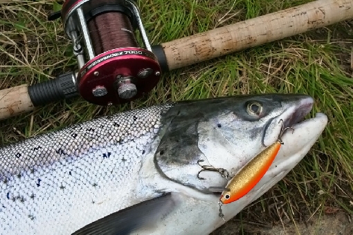 A bright migrating salmon snatched the LGH plug.