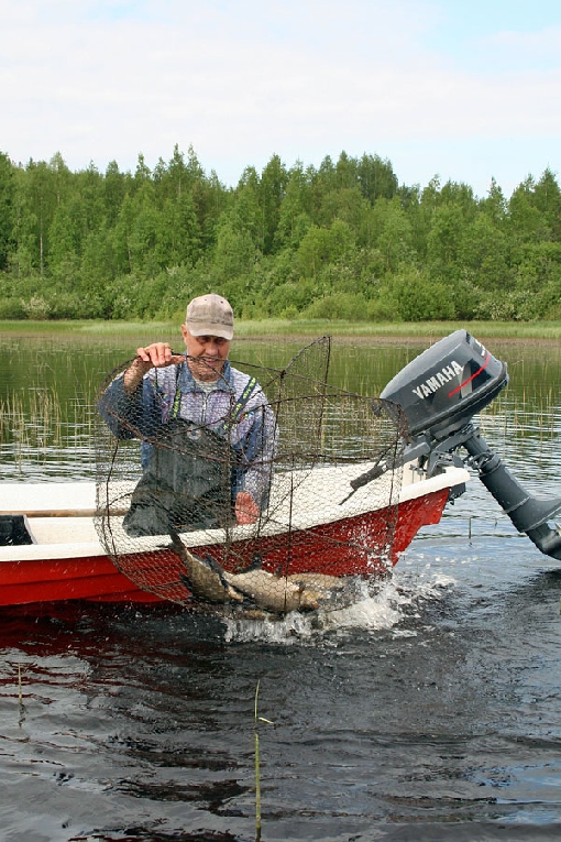 A fish trap is a popular tackle in recreational fishing. It works also well for bream in spring.