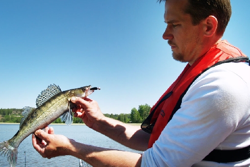 Early summer is an excellent period for zander jigging.