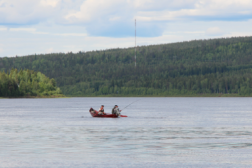 Record salmon catches on River Tornionjoki