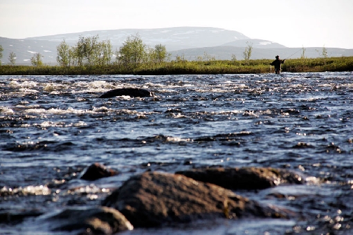 River Rommaeno rapids in the headwaters of River Tornionjoki are home to big grayling.