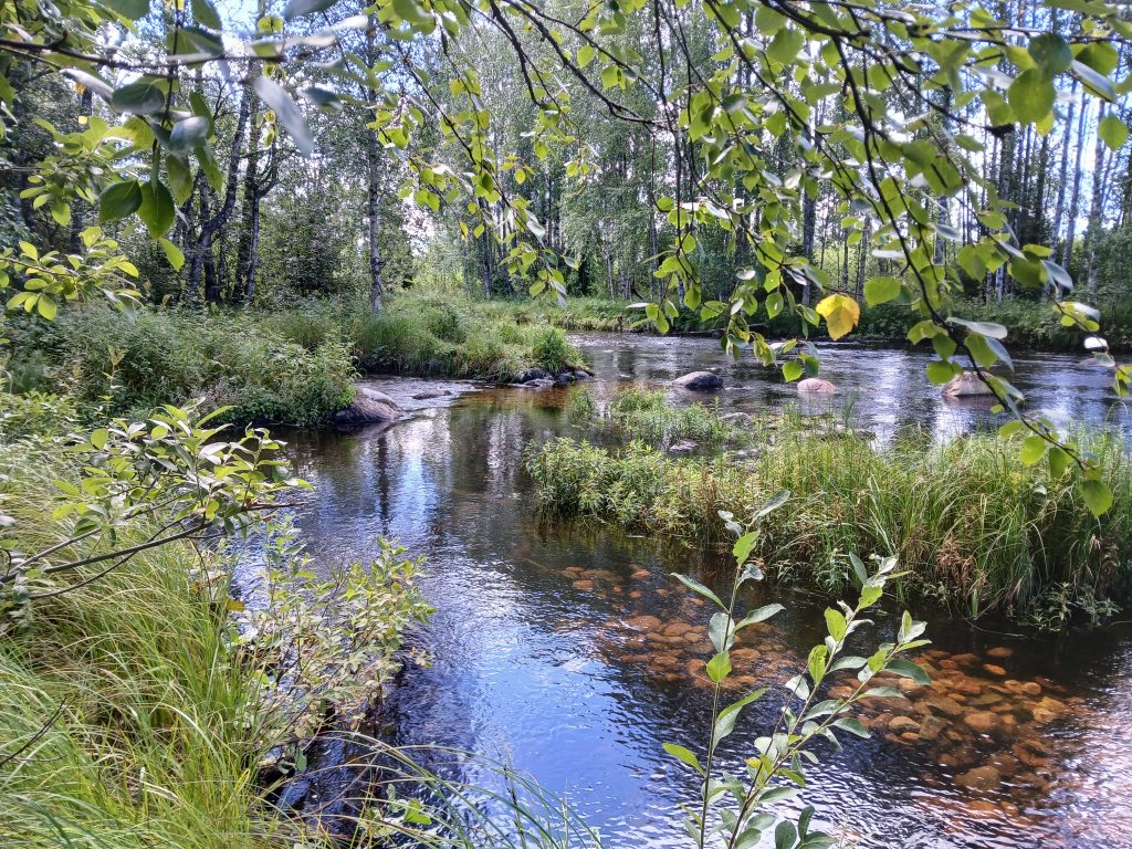 Kongasjoen reitti virtaa Paltamon luoteisosassa Kivesjärven ylä- ja alapuolella. Vesistö on perinteisesti tunnettu Oulujärveen laskevana vaelluskalavesistönä.