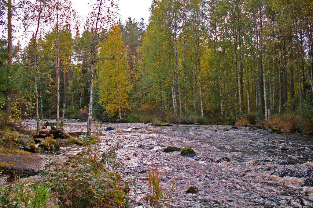 Luvankoski on louhikkoinen ja voimakasvirtainen koski. Profiililtaan se on jyrkkä: kahden järven välillä on pudotusta noin 8 metriä. Kuva: Kainuun Kalatalouskeskus